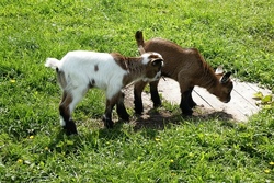 "Sei wild!" Wildpark Schwarzach