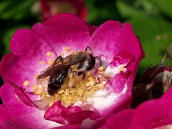 Besuch bei der Imkerei Mitterer 