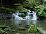 Nachtwanderung im Monbachtal mit Fledermaus, Salamander und spannenden Nachtgeschichten