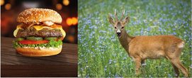 Wir nehmen ein Reh aus, zerlegen es, stellen Reh-Burger her und grillen diese.