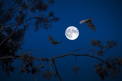 "Bat-Night" an den Manta-Weihern, die Nacht der Flederm&auml;use