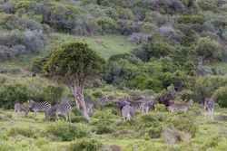 Eine Woche im Reich der wilden Tiere