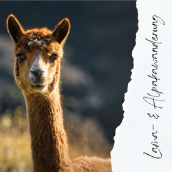 Lama- & Alpakawanderung 