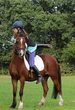 Pferde hautnah erleben und reiten in Schwarz in Egg (1)