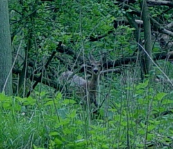Nachwanderung mit Taschenlampe