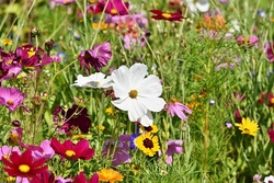 Blomberger Wiesenstrolche - Bunter Frühling und Bienensnacks Teil 1