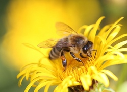 Blomberger Wiesenstrolche - Bunter Frühling und Bienensnacks Teil 2