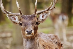 Wildfütterung - oder warum der Hirsch nicht der Mann vom Reh ist
