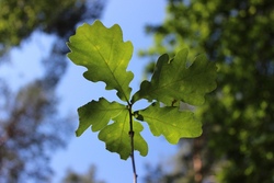 Walderlebnisferien: Herbst