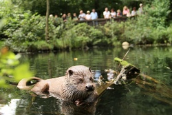Ferienaktion: Geheimnisvolles Otter-Abenteuer