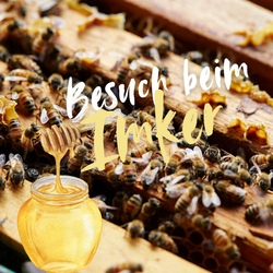 Blick ins Bienenvolk