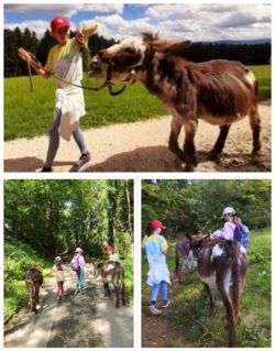 26B2707 Familien Esel-Trekking - Zachersm&uuml;hle Adelberg