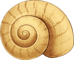 Fossilien entdecken und selbst herstellen