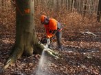 Achtung - Baum f&auml;llt