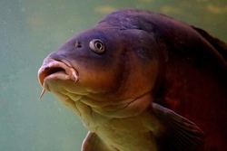 Schnupperfischen