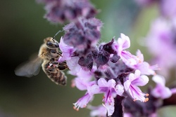 Ein Sandarium für Wildbienen anlegen - 1
