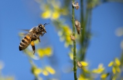Ein Sandarium für Wildbienen anlegen - 2