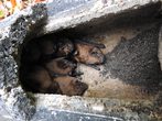 Fledermäusen auf der Spur