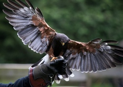 Naturerlebnis Greifvogel A