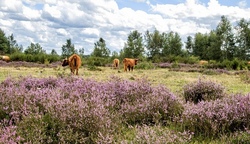 Ferienfreizeit in der Eifel