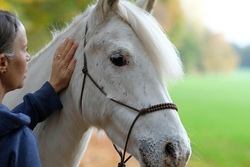 Ponys, Esel, Hirsche und DU 