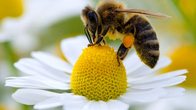 Bienenerlebnistag an der Bienenstation in Kandern