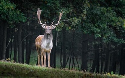 Busreise zum BergTierPark Blindham