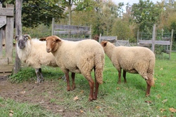 Sommer 1. Ferienwoche / Schaf- und Ziegengruppe - Anmeldung ab 13. April 26 (18:00 Uhr)