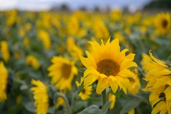 Sommerferienprogramm 2025 in Sersheim 