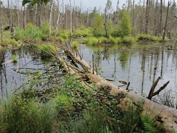 Benninger Ried erkunden