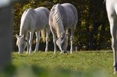 Pflege und Bewegung mit Reiten der Schulpferde