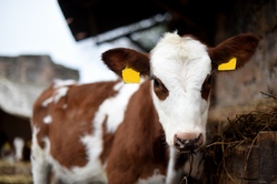 NaturEntdeckerCamp - Abenteuer auf dem antonius Hof