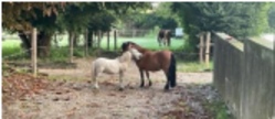 Erlebnistag auf dem Ponyhof - Gelting II
