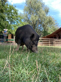 Sommer auf dem Jugendhof