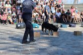 Vorführung der Zollhunde des Hauptzollamts Bremen