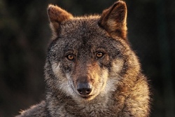 Busfahrt in den Wildpark Poing