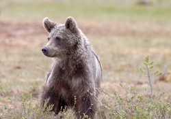 Wildpark Schwarze Berge "Robin Hood"