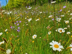 Wiesenkunde - Wiese als Lebensraum entdecken