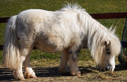 Pony-Power