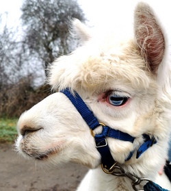 Ein Tag mit flauschigen Alpakas