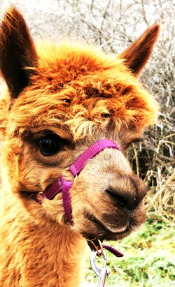 Ein Tag mit flauschigen Alpakas