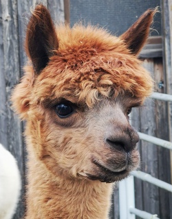 Ein Tag mit flauschigen Alpakas