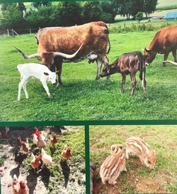 Abenteuer auf dem Bauernhof - 2
