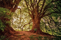 Ein Vormittag mit dem Waldmobil - Entdecke den Wald!