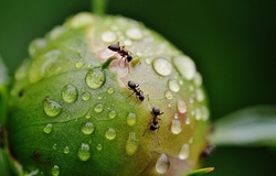 Insektenexkursion - mit dem NABU bzw. der NaJu - Gruppe Ilsfeld