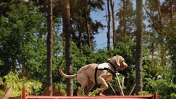 Auf vier Pfoten im Einsatzt- Lerne die Rettungshunde kennen!