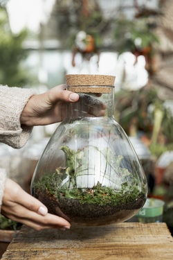 Flaschengarten anlegen – dein Mini-Dschungel im Glas!