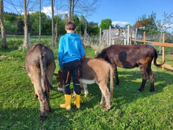 Ein tierischer Vormittag auf dem Erlebnisbauernhof Reh