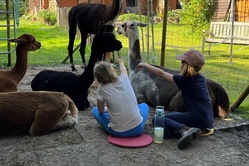 Alpakas & Lamas erleben und mit ihrer Wolle filzen