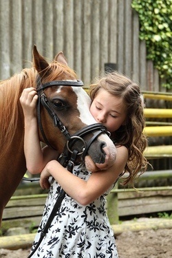 Alles  rund ums Pony